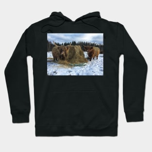 Scottish Highland Cattle Cows 2161 Hoodie